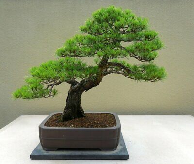 chinese pine tree bonsai Chinese Red Pine Tree - Pinus tabuliformis