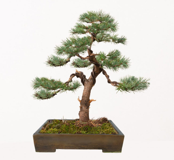 Douglas Fir Tree - Pseudotsuga menziesii - Exotic / Rare Bonsai Tree - 5 Seeds