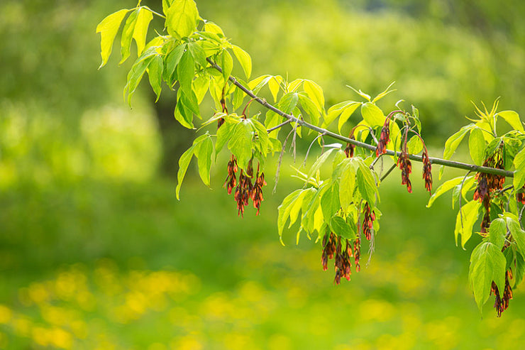 Acer negundo Tree - Ash Leaf Maple  - Exotic / Rare Bonsai Tree - 5 Seeds