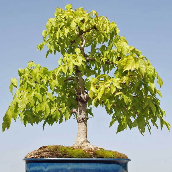 Acer negundo Tree - Ash Leaf Maple  - Exotic / Rare Bonsai Tree - 5 Seeds