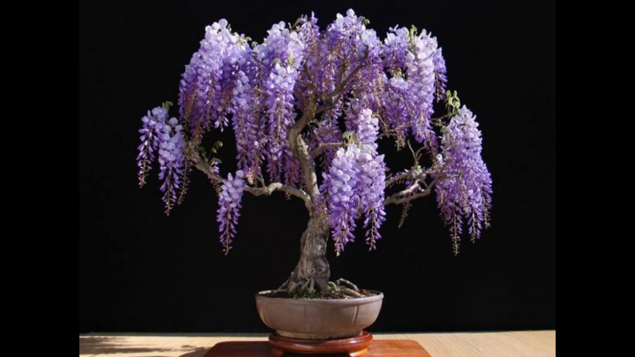 purple japanese bonsai tree Wisteria floribunda - Purple Japanese Wisteria