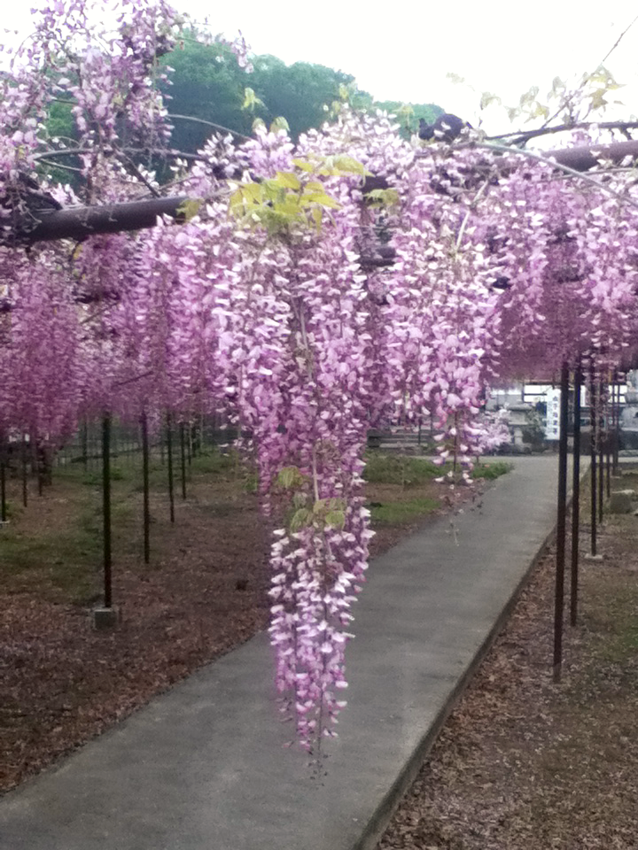 Wisteria floribunda - Pink Japanese Wisteria - Exotic / Rare Bonsai Tree / Climbing Vine - 5 Seeds