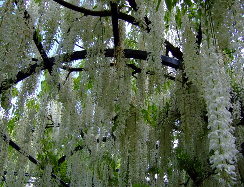 white japanese wisteria tree Wisteria floribunda - White Japanese Wisteria