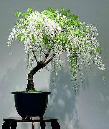 Wisteria floribunda - White Japanese Wisteria - Exotic / Rare Bonsai Tree / Climbing Vine - 5 Seeds