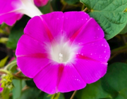 Morning Glory Big Pink - Ipomoea hirsutula - Annual Flower - 20 Seeds