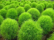 Burning Bush / Mexican Fireweed Green  Annual - Kochia / Bassia Scoparia - 100 Seeds