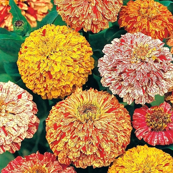 Candy Stripe Zinnia - Zinnia elegans - Tall Mix - 25 Seeds