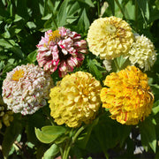 Candy Stripe Zinnia - Zinnia elegans - Tall Mix - 25 Seeds