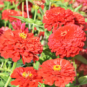 Dahlia Flowered Zinnia - Zinnia elegans - Tall Red - 25 Seeds