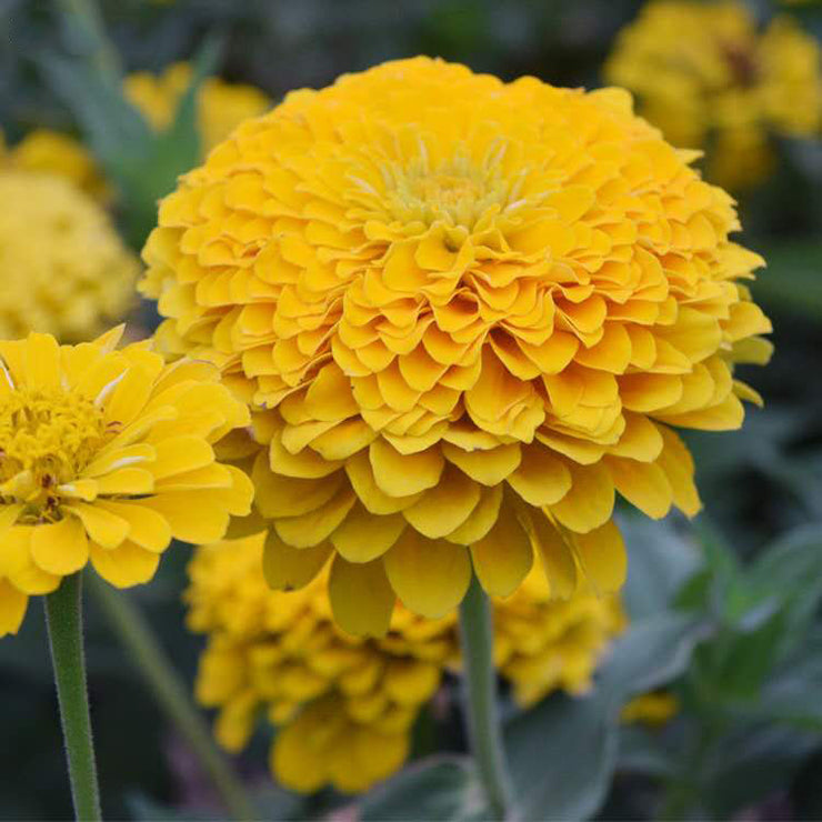 Dahlia Flowered Zinnia - Zinnia elegans - Tall Yellow - 25 Seeds