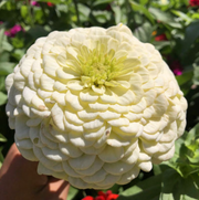 Dahlia Flowered Zinnia - Zinnia elegans - Tall White - 25 Seeds