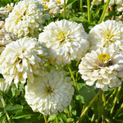 Dahlia Flowered Zinnia - Zinnia elegans - Tall White - 25 Seeds