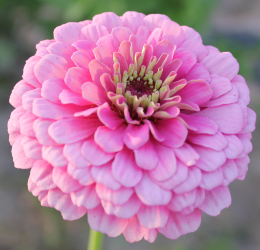 Dahlia Flowered Zinnia - Zinnia elegans - Dwarf Pink - 25 Seeds