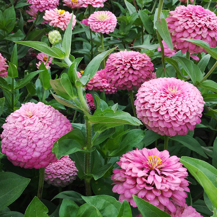 Dahlia Flowered Zinnia - Zinnia elegans - Dwarf Pink - 25 Seeds