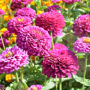 Dahlia Flowered Zinnia - Zinnia elegans - Bright Pink - 25 Seeds