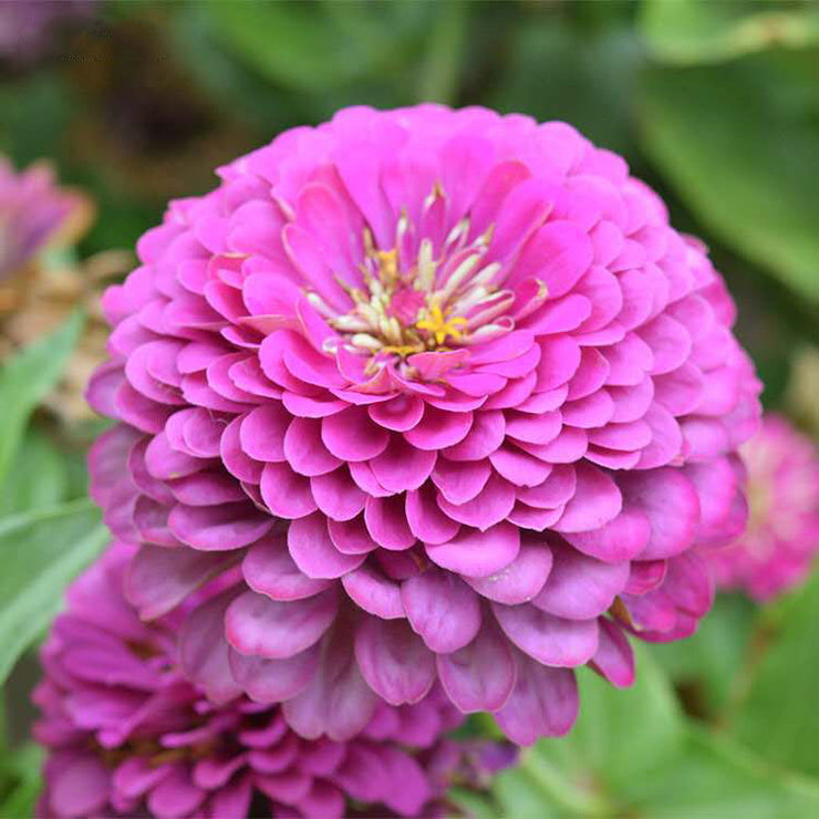 Giant Cactus Zinnia - Zinnia elegans - Lilac - 25 Seeds