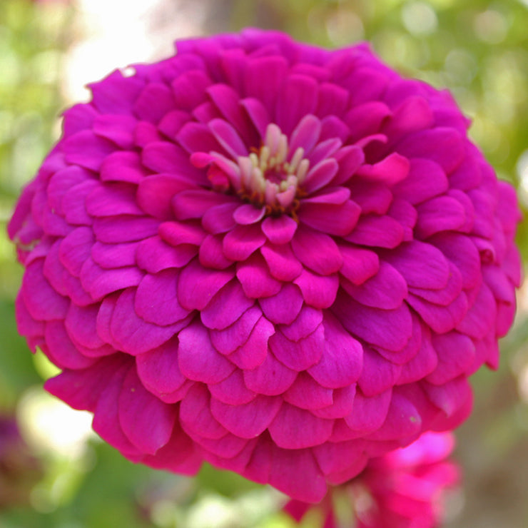 Dahlia Flowered Zinnia - Zinnia elegans - Rosy - 25 Seeds