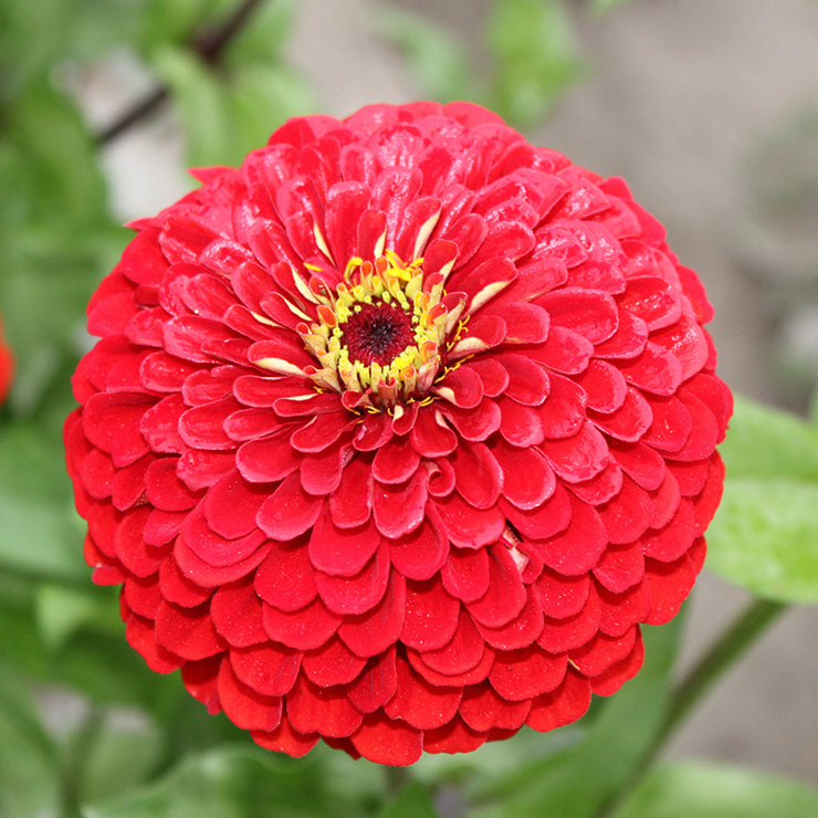 Dahlia Flowered Zinnia - Zinnia elegans - Dwarf Red - 25 Seeds