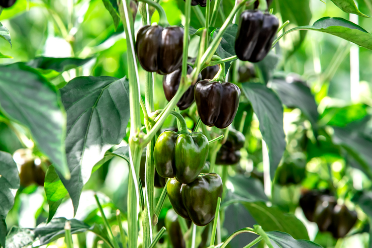 Tinkerbell® baby block sweet pepper purple F1  - Vegetable - Capsicum annuum - 5 Seeds