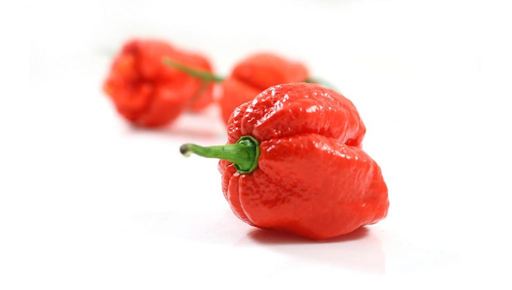 Dutch Reaper Red Chilli - Vegetable - Capsicum chinense - 5 Seeds