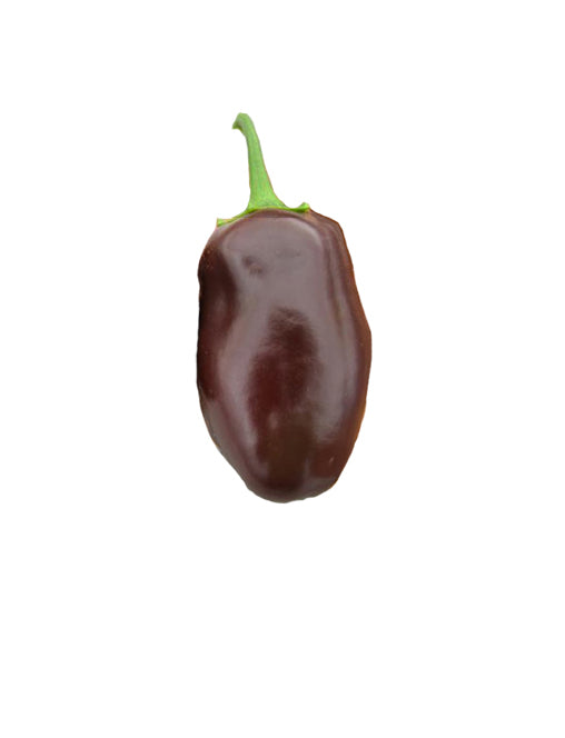 Sweet mini pepper chocolate brown F1 - Vegetable - Capsicum annuum - 5 Seeds