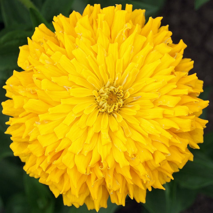 Giant Cactus Zinnia - Zinnia elegans - Yellow - 25 Seeds