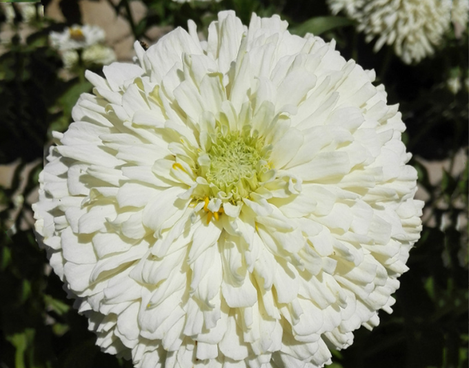 Dahlia Flowered Zinnia - Zinnia elegans - Dwarf White - 25 Seeds