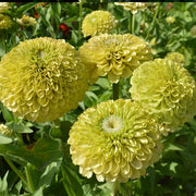 Dahlia Flowered Zinnia - Zinnia elegans - Green - 25 Seeds