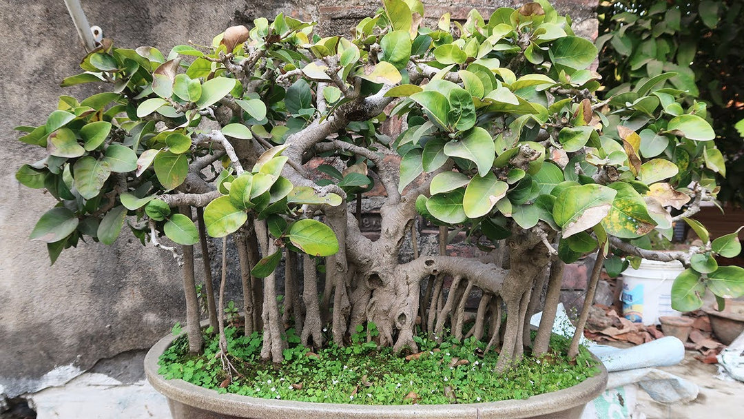 banyan bonsai tree price in india Indian Banyan Fig - Ficus benghalensis- Deciduous Tree / Bonsai