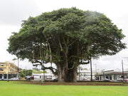 Indian Banyan Fig - Ficus benghalensis- Deciduous Tree / Bonsai - 20 Seeds