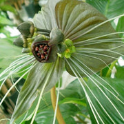 Green Bat Flower - Tacca plantaginea - Exotic Chinese Bulb Seeds - 5 Seeds