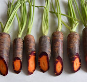 Deep Purple  / Orange Cored Carrot - Daucus Carrota - Heirloom Vegetable - 50 Seeds