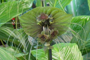 Green Bat Flower - Tacca plantaginea - Exotic Chinese Bulb Seeds - 5 Seeds