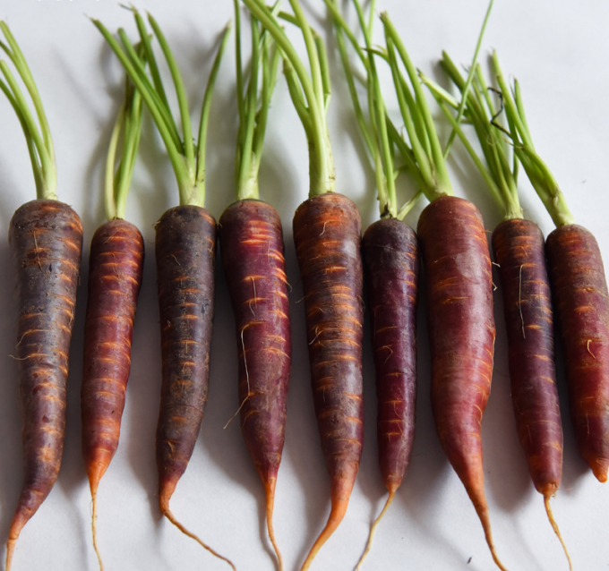 Deep Purple  / Orange Cored Carrot - Daucus Carrota - Heirloom Vegetable - 50 Seeds