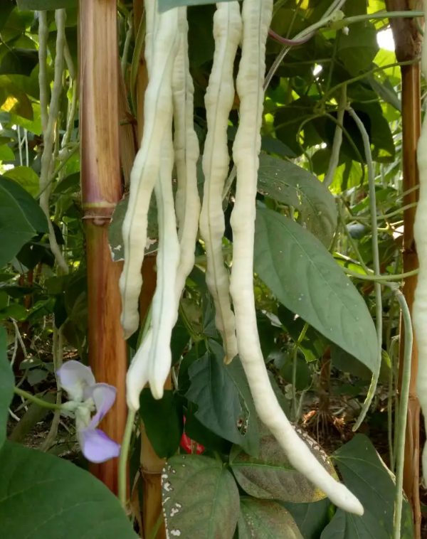 Chinese / Thai Yard Long White Beans - Heirloom Vegetable - Vigna sesquipedalis - 5 Seeds