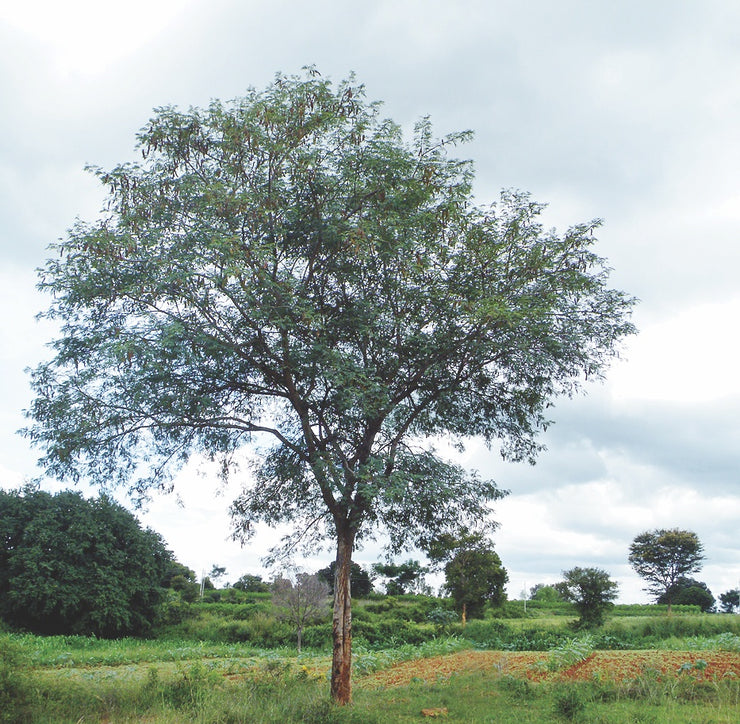 Albizia amara - Indigenous Tree - 5 Seeds