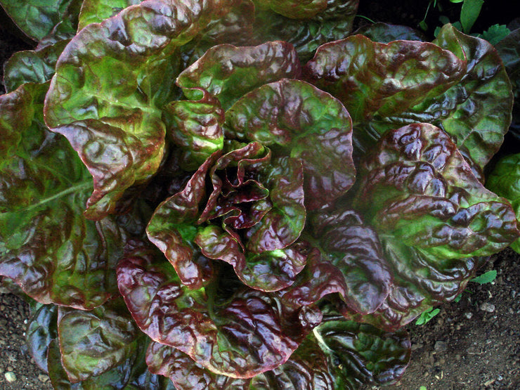 Marvel of Four Seasons Red Butter Lettuce Organic - Heirloom Vegetable - 25 Seeds