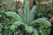 Encephalartos natalensis - Natal Cycad - 5 Seeds