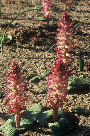 Lachenalia Carnosa - Indigenous South African Bulb - 10 Seeds
