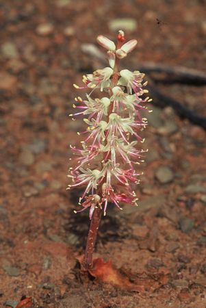Lachenalia Comptonii - Indigenous South African Bulb - 10 Seeds
