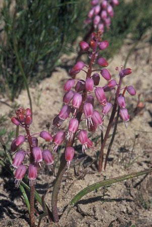 Lachenalia Juncifolia - Indigenous South African Bulb - 10 Seeds