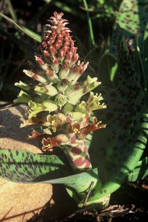 Lachenalia Orchioides Orchioides - Indigenous South African Bulb - 10 Seeds