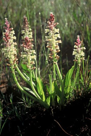 Lachenalia Pallida - Indigenous South African Bulb - 10 Seeds