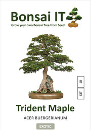 Bonsai IT - Trident Maple Acer buergerianum - Kit 10