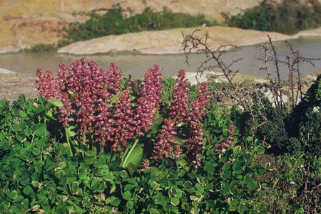 Lachenalia Pustulata - Indigenous South African Bulb - 10 Seeds