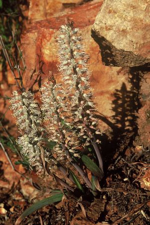 Lachenalia Thomasiae - Indigenous South African Bulb - 10 Seeds