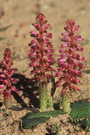 Lachenalia Unicolor - Indigenous South African Bulb - 10 Seeds