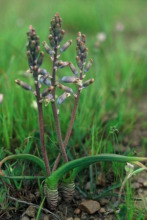 Lachenalia Unifolia - Indigenous South African Bulb - 10 Seeds