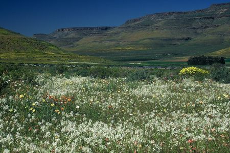 Lapeirousia Divaricata - Indigenous South African Bulb - 10 Seeds