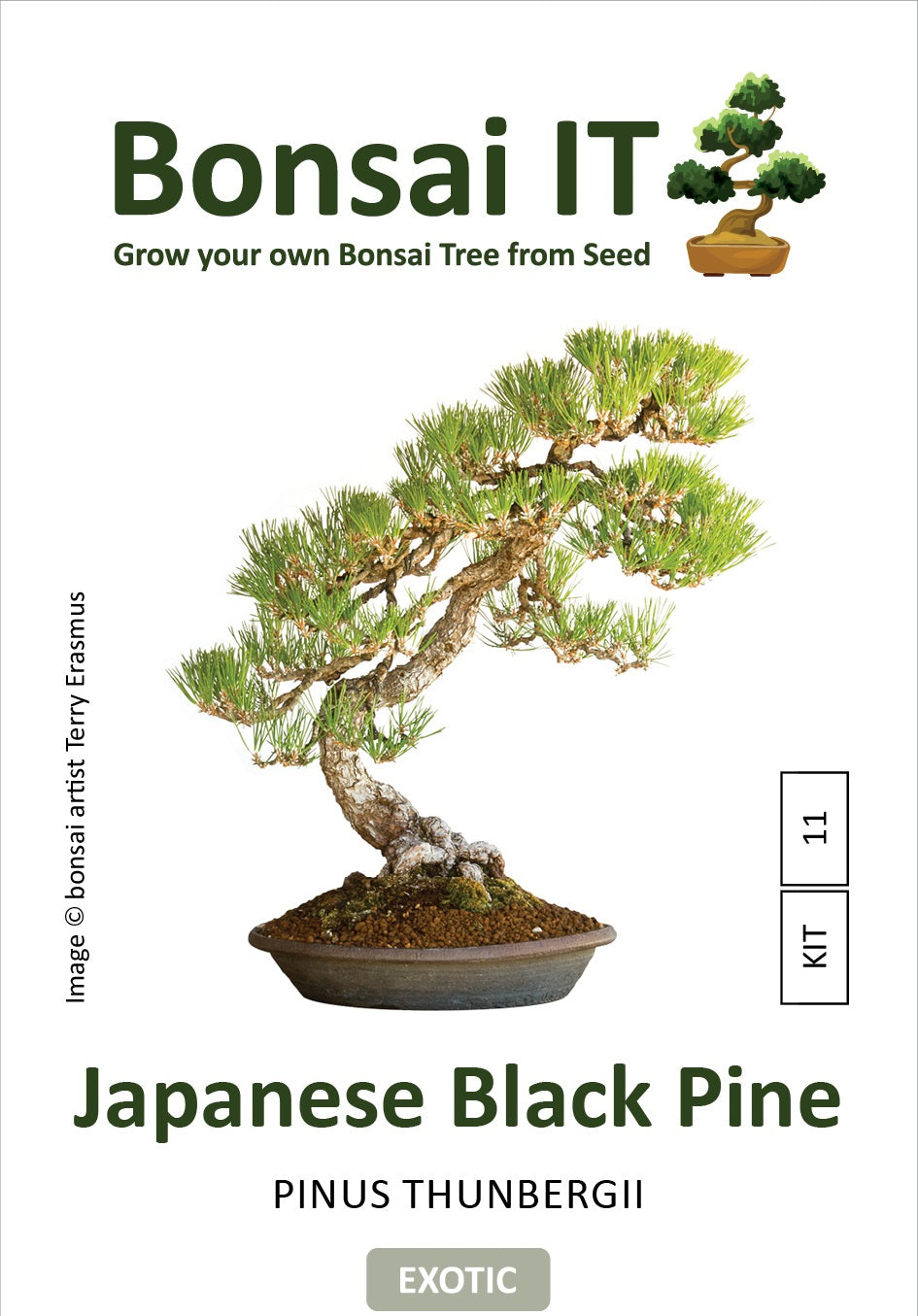 japanese black pine bonsai tree kit Bonsai IT - Japanese Black Pine - Pinus thunbergii